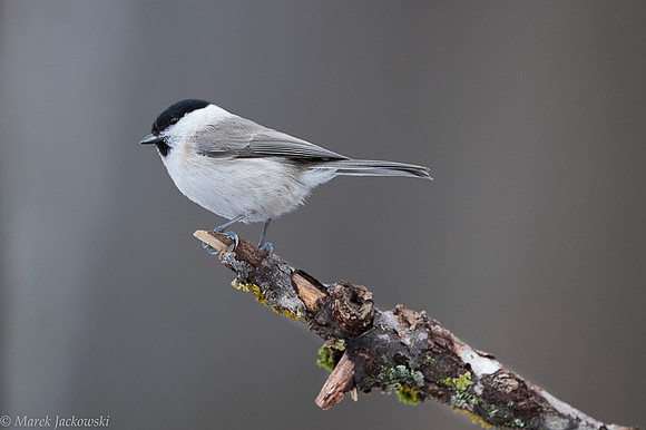 Willow Tit / Sikora uboga