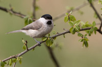 Willow Tit / Sikora uboga