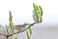 Northern Waterthrush