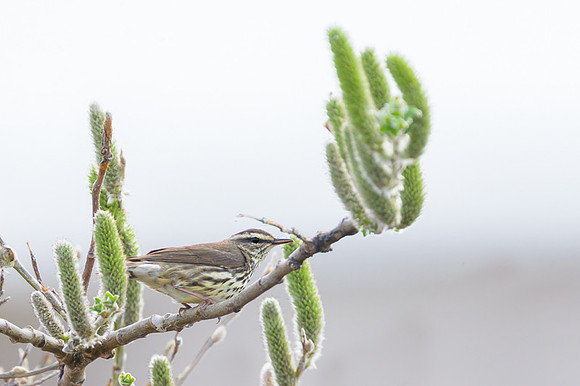 Northern Waterthrush