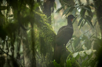 Crested Guan