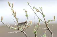 Northern Waterthrush