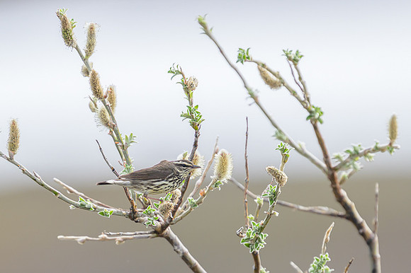 Northern Waterthrush