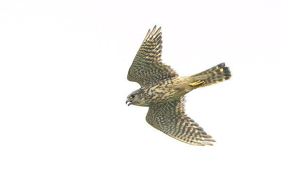 Merlin