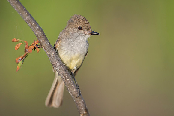 Galapagos Flycatcher