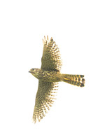 Merlin