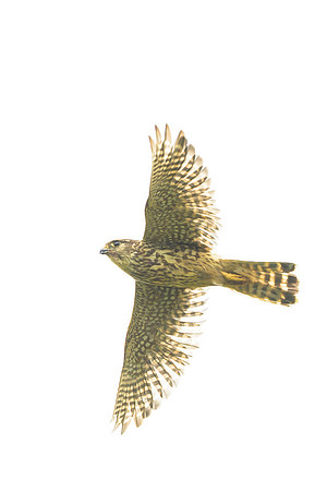 Merlin