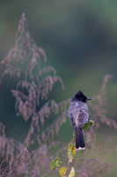 Red vented bulbul