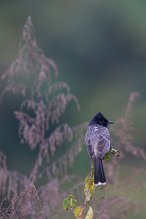 Red vented bulbul