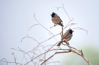 Red vented bulbul