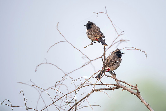 Red vented bulbul