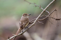 Galapagos Flycatcher