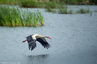 European White Stork / Bocian biały