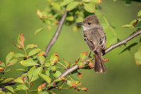 Galapagos Flycatcher
