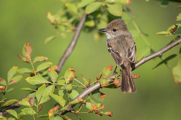 Galapagos Flycatcher