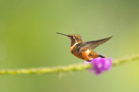 Purple throated woodstar