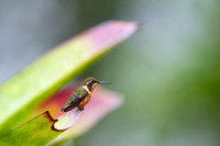 Purple throated woodstar