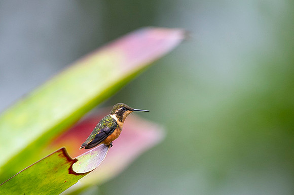 Purple throated woodstar