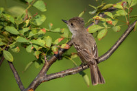 Galapagos Flycatcher