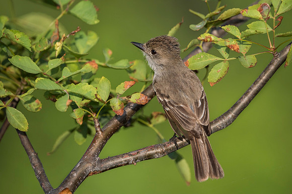 Galapagos Flycatcher
