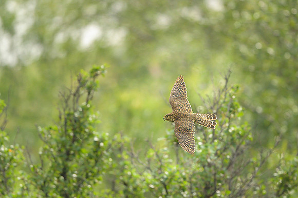 Merlin