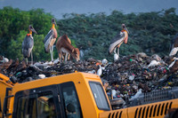 Greater adjutant stork