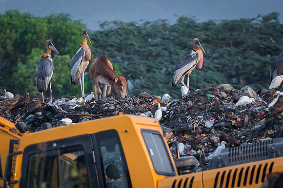 Greater adjutant stork