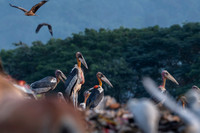 Greater adjutant stork
