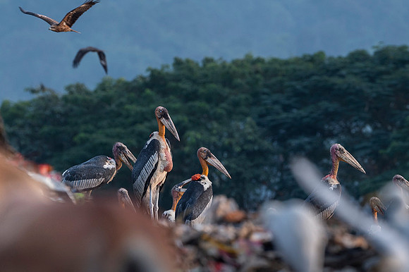 Greater adjutant stork