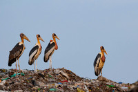 Greater adjutant stork