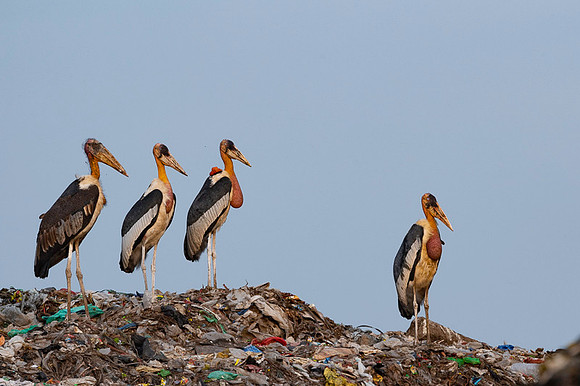 Greater adjutant stork