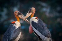 Greater adjutant stork