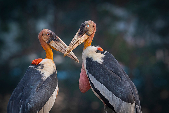 Greater adjutant stork