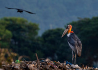 Greater adjutant stork