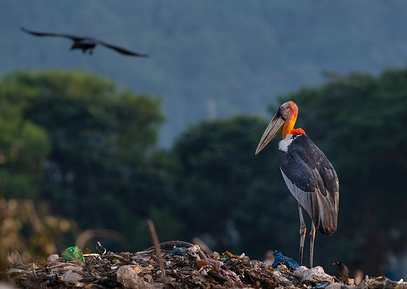 Greater adjutant stork