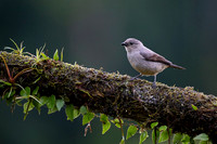 Plain-colored Tanager