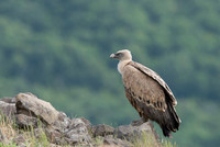Griffon Vulture / Sęp płowy