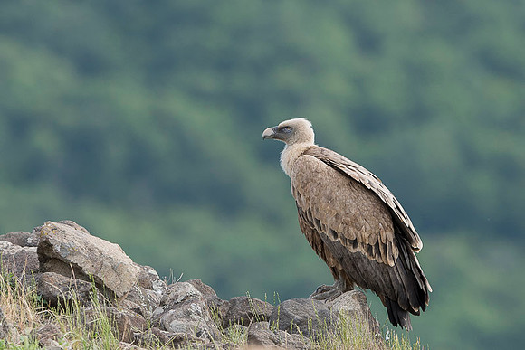 Griffon Vulture / Sęp płowy