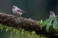 Plain-colored Tanager