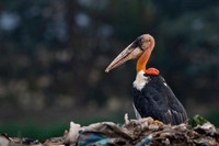Greater adjutant stork