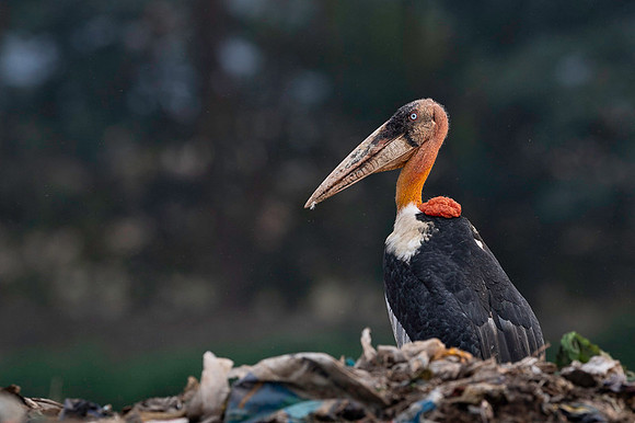 Greater adjutant stork