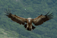 Griffon Vulture / Sęp płowy
