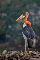 Greater adjutant stork