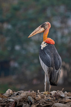 Greater adjutant stork