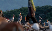 Greater adjutant stork