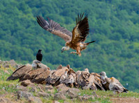 Griffon Vulture / Sęp płowy