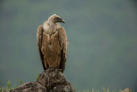 Griffon Vulture / Sęp płowy