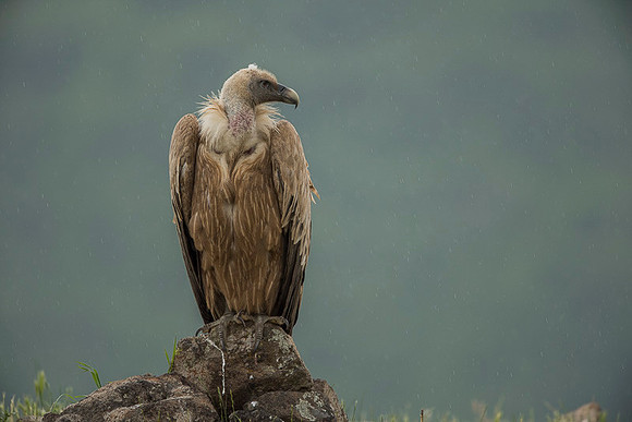 Griffon Vulture / Sęp płowy