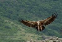 Griffon Vulture / Sęp płowy