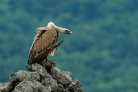 Griffon Vulture / Sęp płowy
